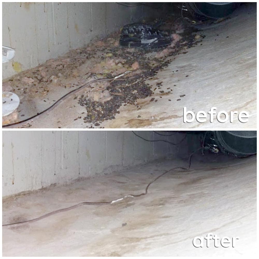 Crawlspace Cleanup