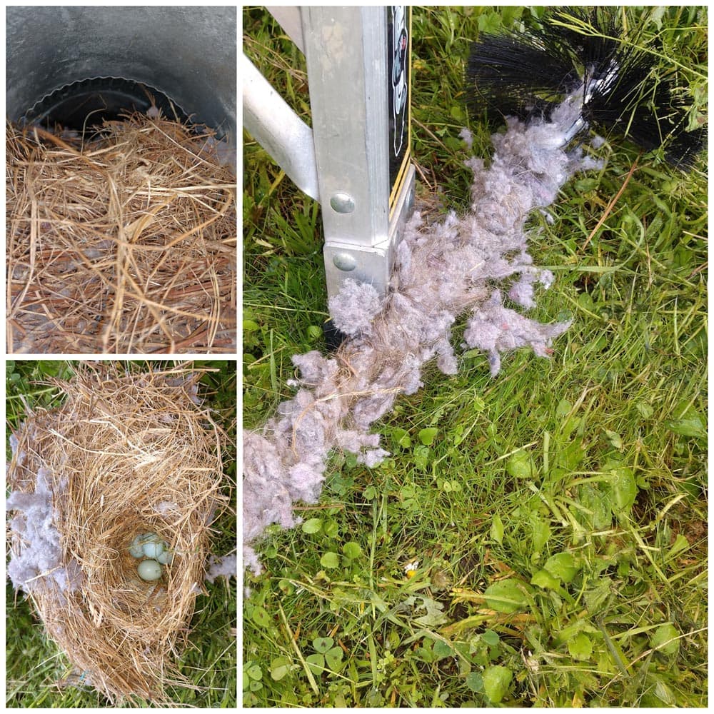Dryer Vent Cleaning Birds Nest Removal