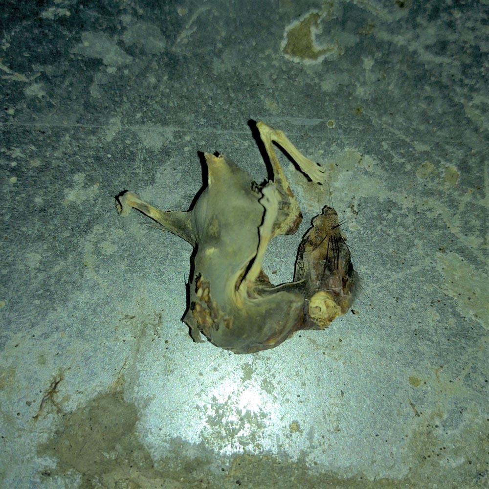 Residential Rodents Dead Mouse
