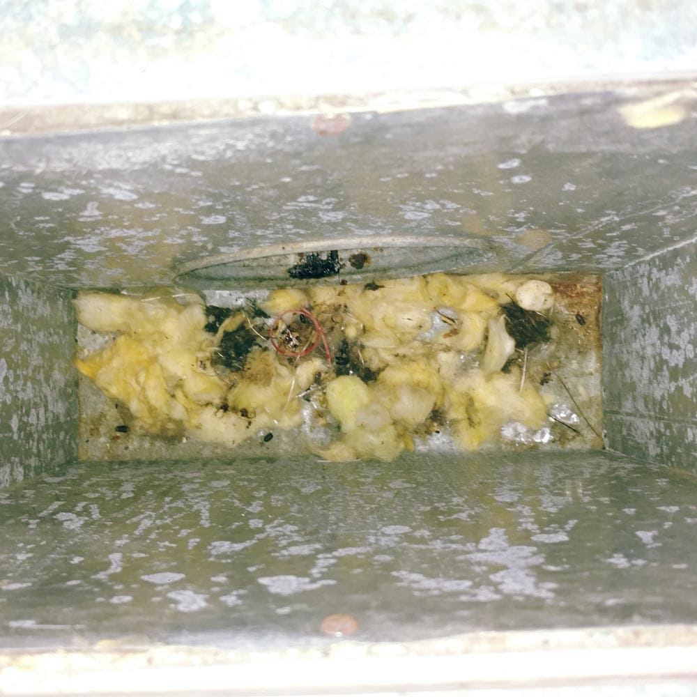 Residential Rodents Feces and Insulation