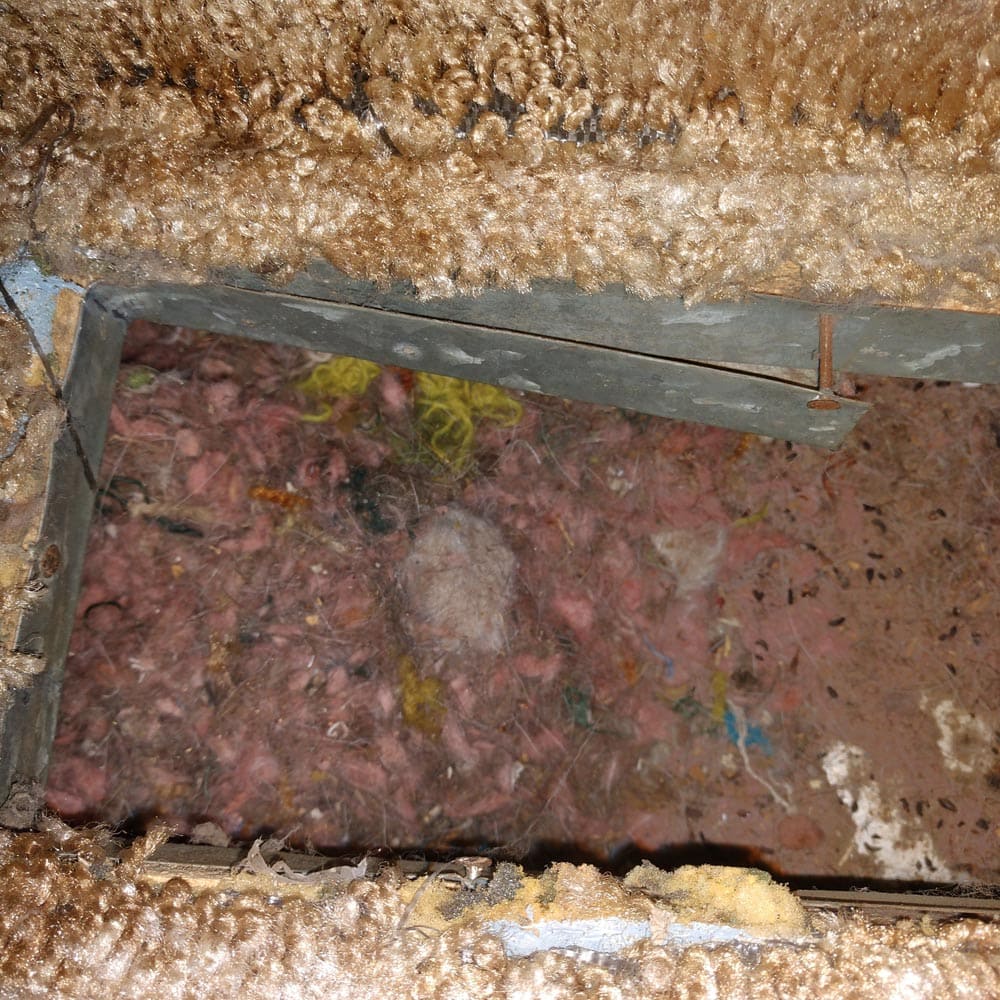 Residential Rodents Feces and Insulation