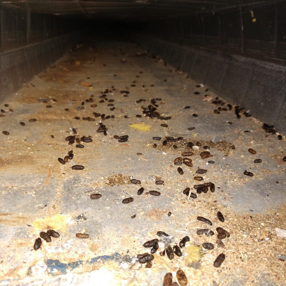 Residential Rodents Feces in Ductwork