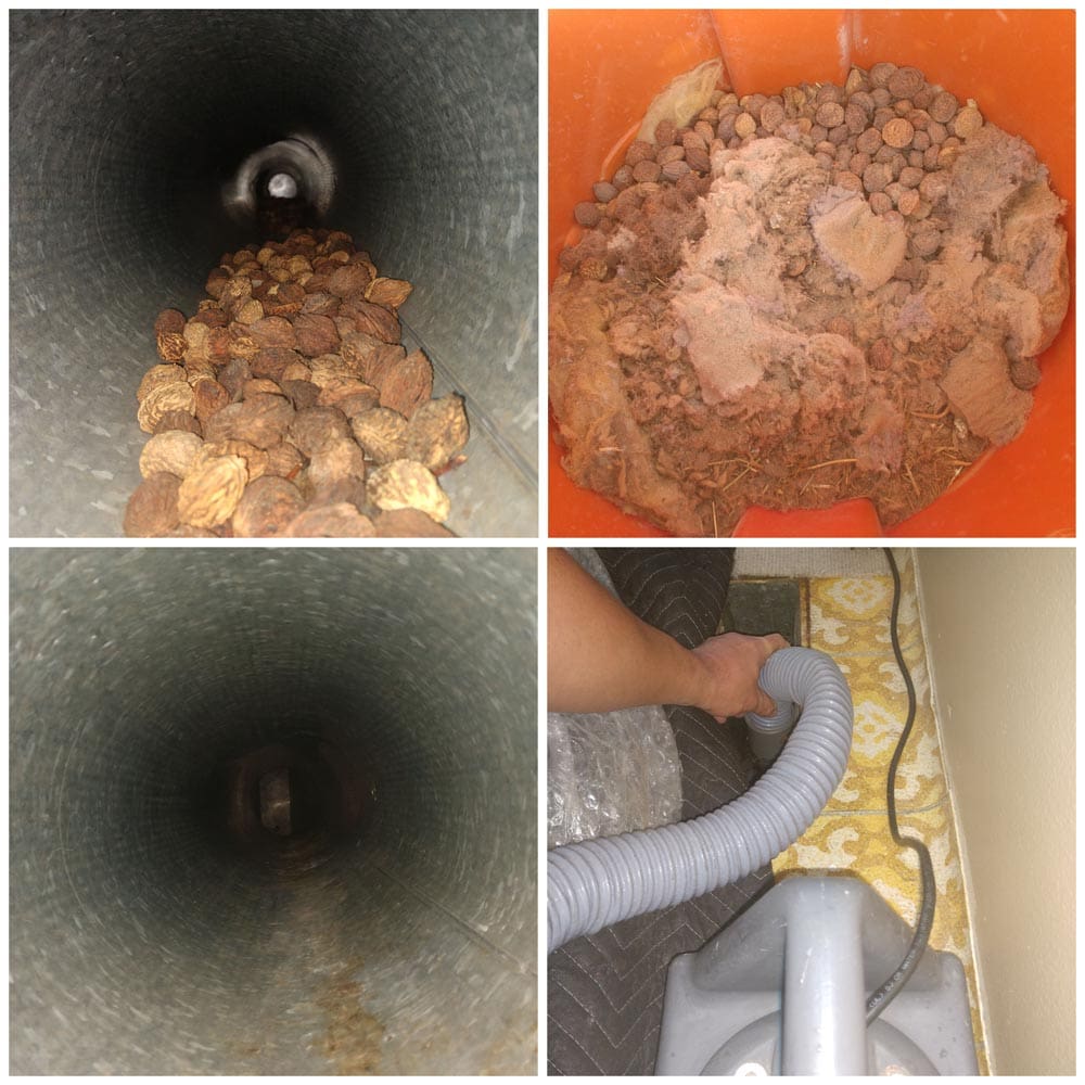 Residential Rodents Infiltration Removal and Remediation