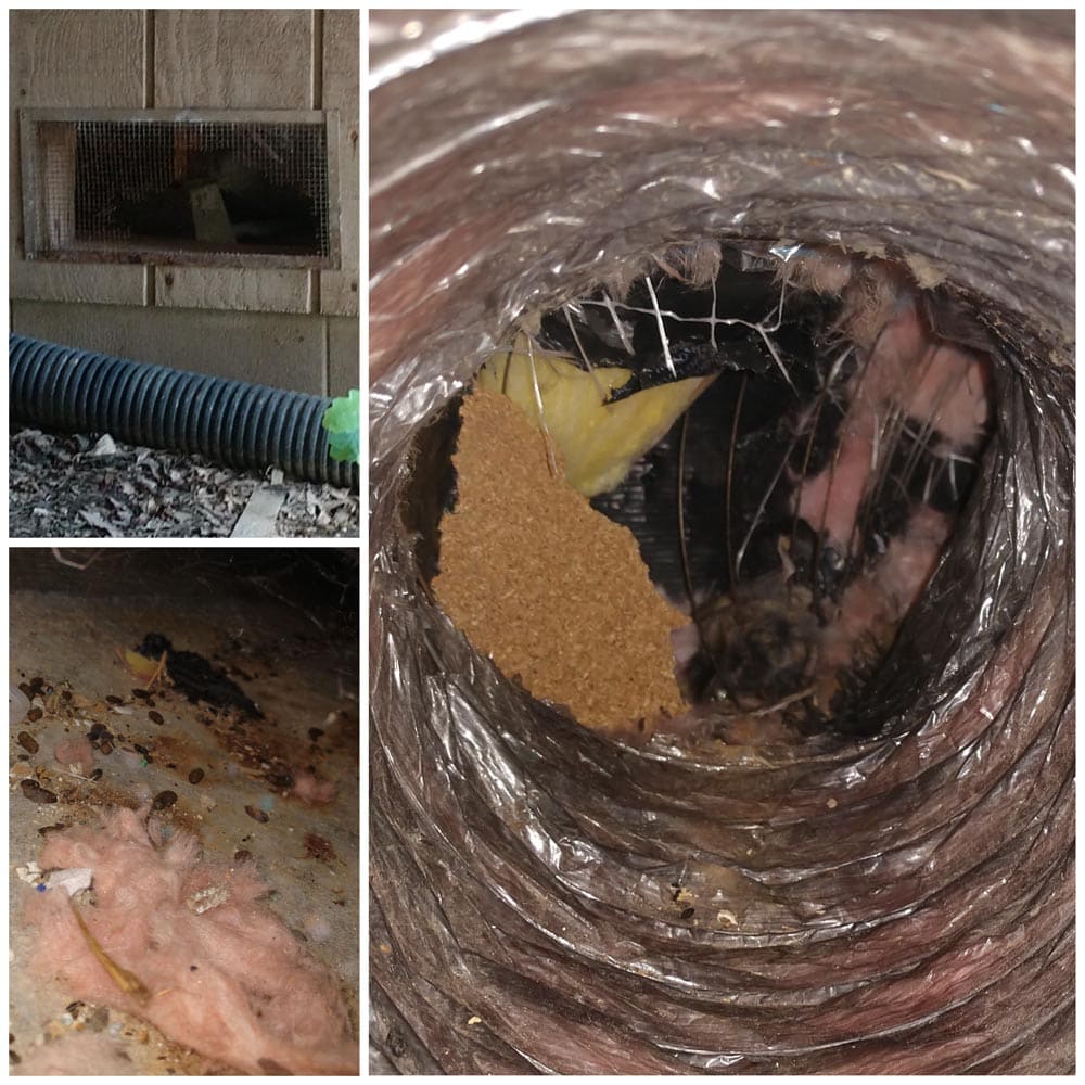 Residential Rodents Infiltration Through Crawlspace Hole