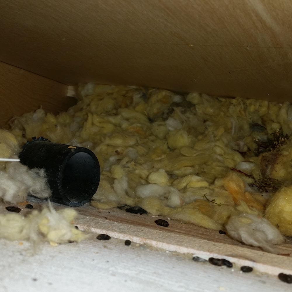 Residential Rodents Rats Nest