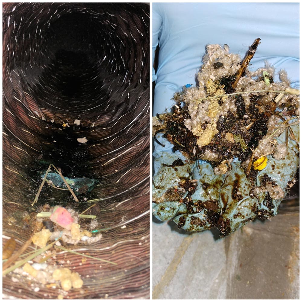 Residential Rodents Urine in Ductwork